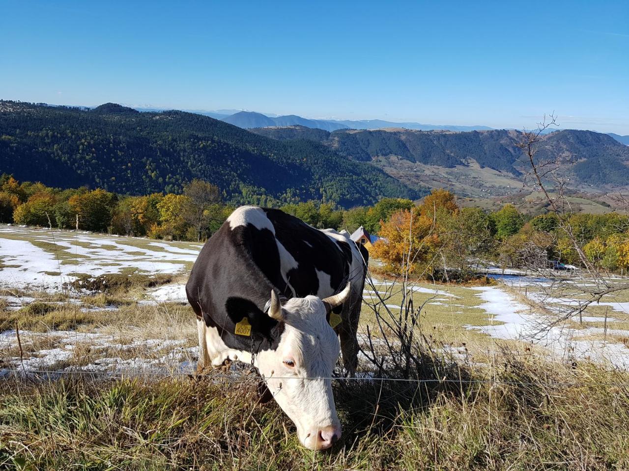 Zlatibor Apartmani Dm Tornik Экстерьер фото